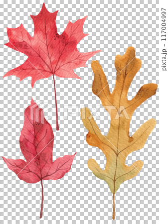 Watercolor painting of autumn leaves. 117004997