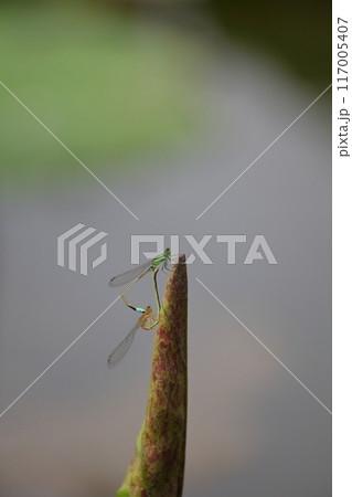 イトトンボとハスの若葉 117005407