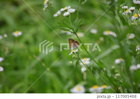 シジミ蝶とヒメジョオンの花 シジミ蝶とヒメジョオンの花 117005408