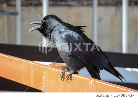 柵の上でカラスが鳴いている 117005437
