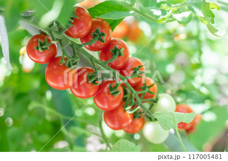 ミニトマト 117005481