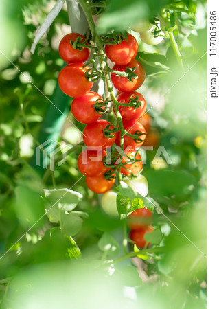 ミニトマト 117005486