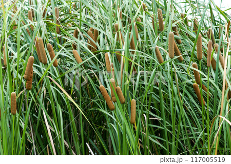 信濃川・やすらぎ堤の姫蒲(ひめがま) 117005519