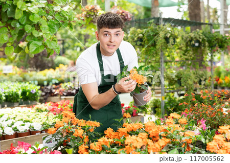 Man florist in apron arranging flowers crossandra in pots at flower shop Man florist in apron arranging flowers crossandra in pots at flower shop 117005562