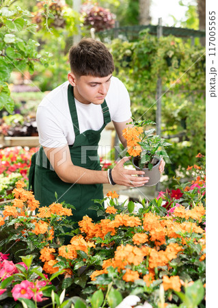 Young floriculturist caring potted blooming Crossandra in garden center 117005565