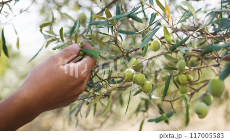 Hand picks olives from the branch 117005583
