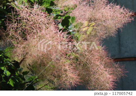 咲き始めたスモークツリーの花 117005742
