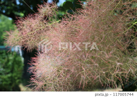 咲き始めたスモークツリーの花 117005744