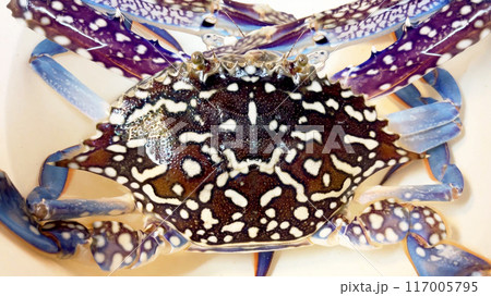 活きタイワンガザミ(ワタリガニ)のクローズアップ 活きタイワンガザミ(ワタリガニ)のクローズアップ 117005795