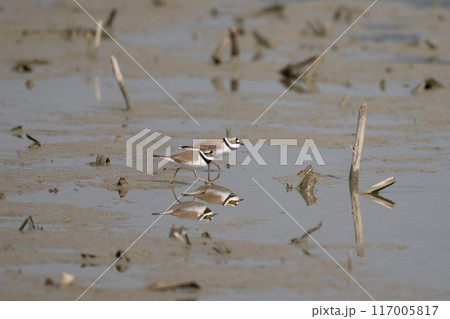 春、ハス田で求愛行動するコチドリ 117005817