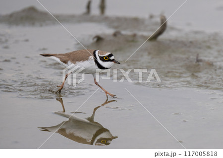 春、ハス田を走るコチドリ 117005818