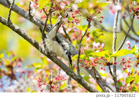 春、渡り途中に栄養補給するサンショウクイ 117005822