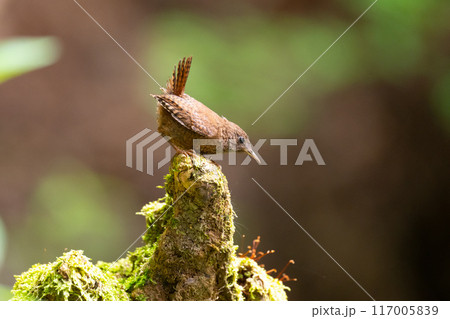 夏、餌を探すミソサザイ 117005839