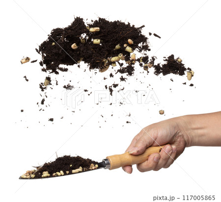 Seed slice long yard bean throw in mid air as garden. White background isolated high speed. Chop Long yard bean seed mix with soil fertilizer fly fall, Cut green long beans for planting float in air Seed slice long yard bean throw in mid air as garden. White background isolated high speed. Chop Long yard bean seed mix with soil fertilizer fly fall, Cut green long beans for planting float in air 117005865