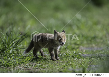 散歩中のキタキツネの子供 117006538