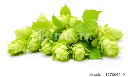 ホップの雄花(毬花) ホップの雄花(毬花) 117006649