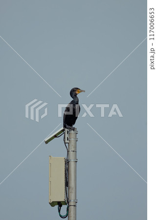 電柱に留るカワウ 電柱に留るカワウ 117006653