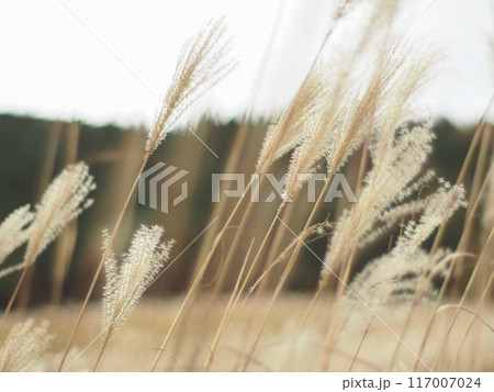ススキ ススキ 117007024