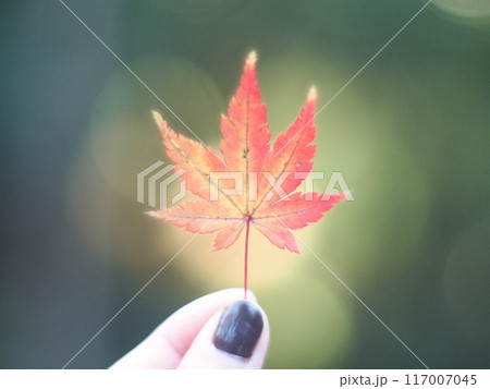 紅葉したもみじの葉 117007045