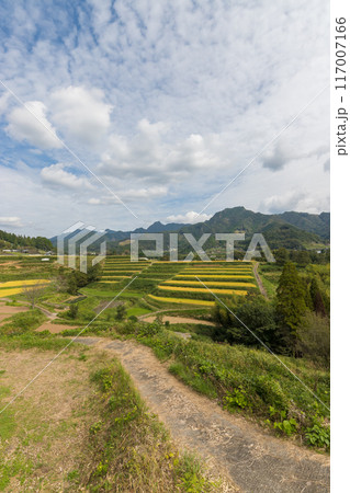 収穫後の田んぼと田舎風景（宮崎県高千穂町） 117007166