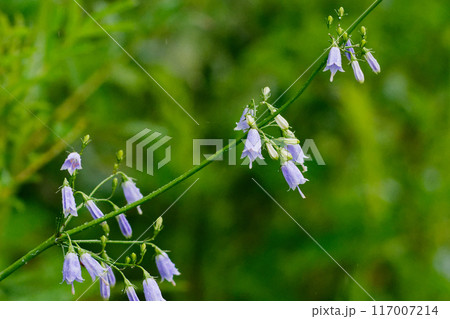 キキョウ科ツリガネニンジン・薄紫色の花 キキョウ科ツリガネニンジン・薄紫色の花 117007214