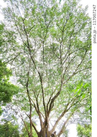 Landscape the big tree  117007247