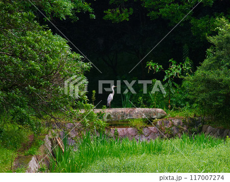 ダイサギのいる風景 117007274