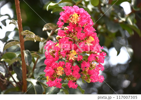 サルスベリ（百日紅） 117007305