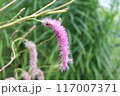 カライトソウ（唐糸草）sanguisorba hakusanensi の花。日本固有種。 117007371