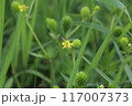 ケキツネノボタン（毛狐の牡丹） Ranunculus cantoniensis の花と果実。 117007373