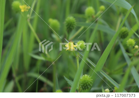 ケキツネノボタン（毛狐の牡丹） Ranunculus cantoniensis の花と果実。 117007373