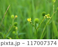 ケキツネノボタン（毛狐の牡丹） Ranunculus cantoniensis の花と果実。 117007374