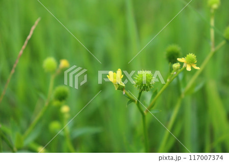ケキツネノボタン（毛狐の牡丹） Ranunculus cantoniensis の花と果実。 117007374
