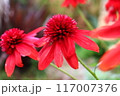 エキナセア エキセントリックレッド Echinacea 'eccentric red'。八重咲き。 117007376