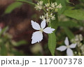 屋久島コンテリギ hydrangea grosseserrata の白い装飾花。 117007378