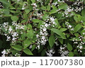 シセンウツギ（四川空木）Deutzia setchuenensis var.corymbiflora 117007380