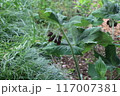 タイワンハッカクレン(台湾八角蓮) Podophyllum pleianthum 117007381