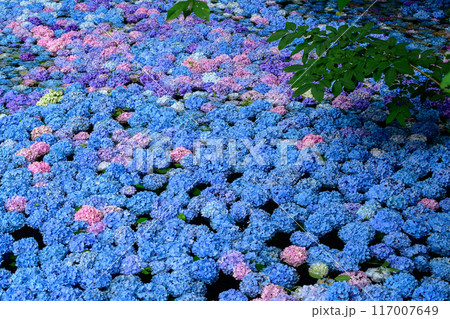 美しい森の中の紫陽花池　みちのくあじさい園　岩手県 117007649