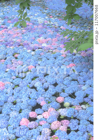 美しい森の中の紫陽花池 みちのくあじさい園 岩手県 美しい森の中の紫陽花池 みちのくあじさい園 岩手県 117007668