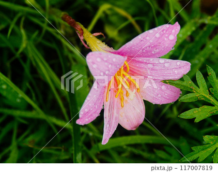 ヒガンバナ科ゼフィランサスカリナタの桃色の花 117007819