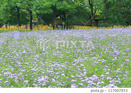 安曇野ちひろ公園 アゲラタムの大花壇 安曇野ちひろ公園 アゲラタムの大花壇 117007853