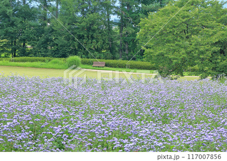 安曇野ちひろ公園　アゲラタムの大花壇 117007856