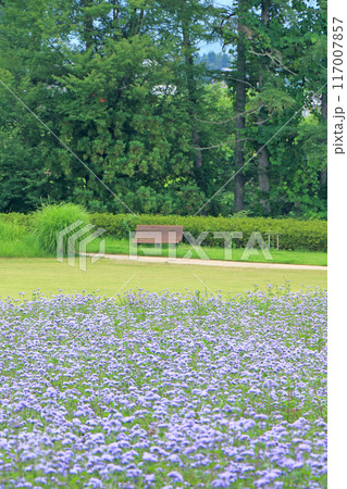 安曇野ちひろ公園　アゲラタムの大花壇 117007857