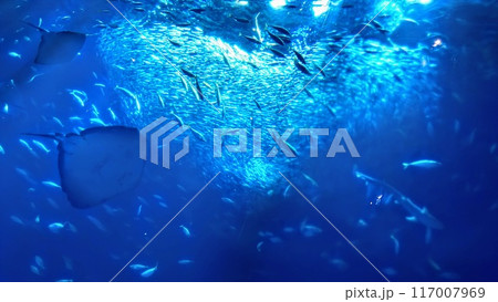 青い海と魚たち 青い海と魚たち 117007969