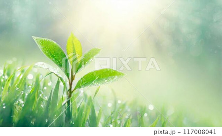 夏　緑　葉　 自然　イメージ 117008041