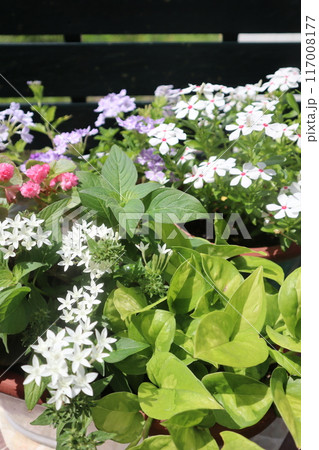 夏の花の寄せ植え&寄せ鉢 夏の花の寄せ植え&寄せ鉢 117008177