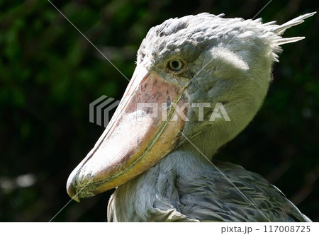 ハシビロコウ ハシビロコウ 117008725