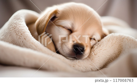 ぐっすり眠る可愛いゴールデンレトリバーの子犬の寝顔 117008763