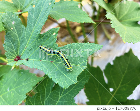 オクラの葉を食害するフタトガリコヤガの幼虫 117008776