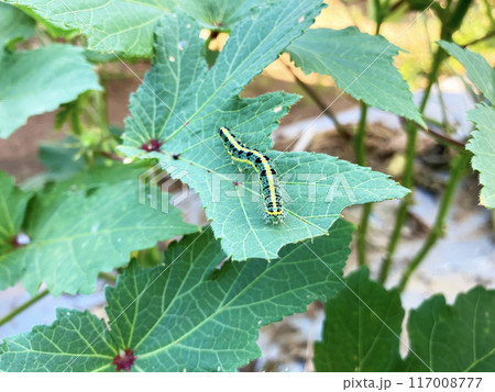 オクラの葉を食害するフタトガリコヤガの幼虫 オクラの葉を食害するフタトガリコヤガの幼虫 117008777